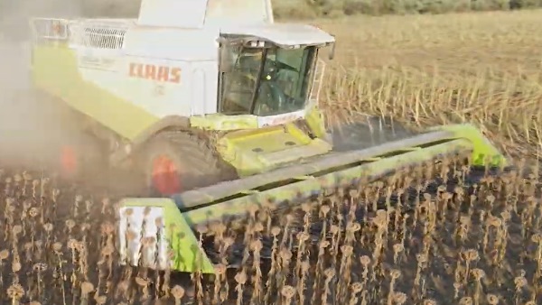 Соняшникове поле та жатка соняшникова косить Жатка соняшникова до Клаас Лексіон
