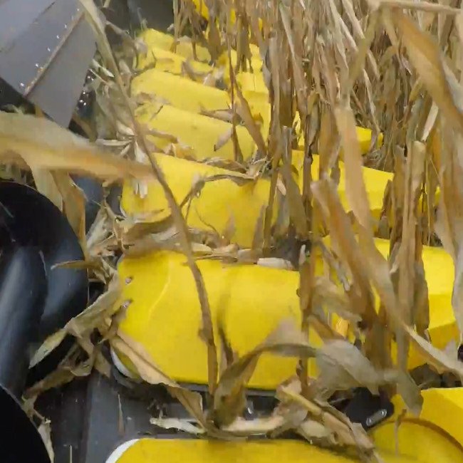 Процес збирання кукурудзи. Жатка кукурудзяна на 8 рядків від Заводу Жаток.