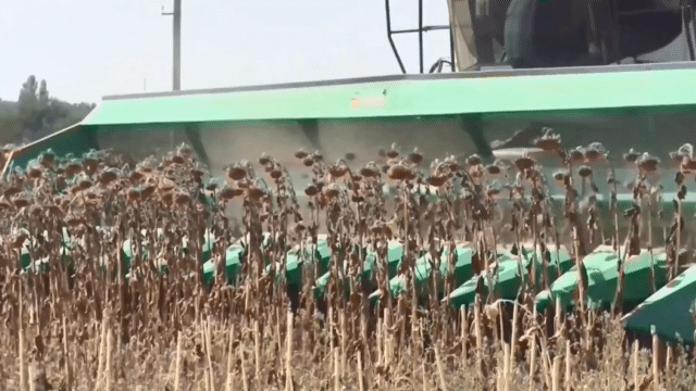 Жатка для збирання соняшника ПЗС-12 в роботі