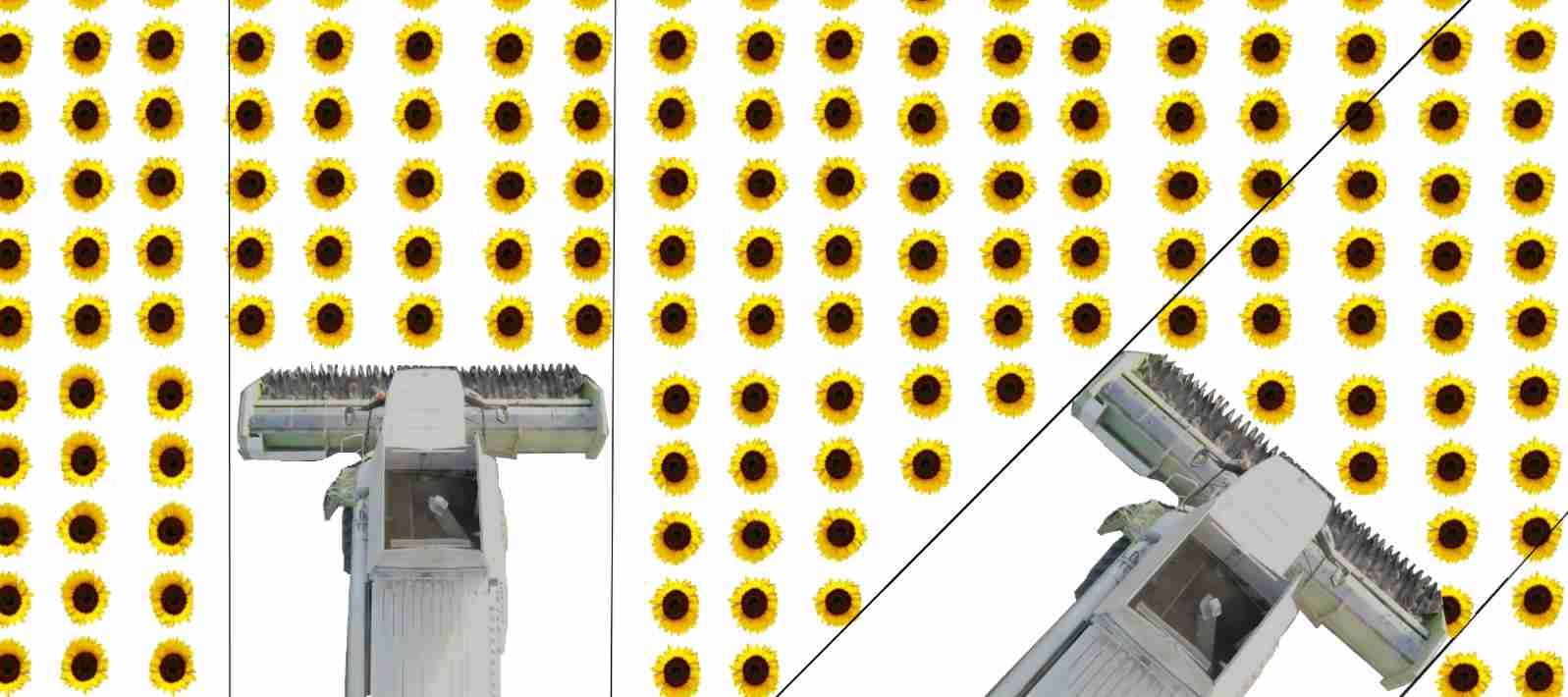 Жатка соняшникова 9,1 метра принципи збору врожаю соняшника